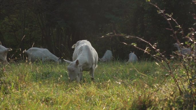 吃草的山羊觅食食草动物畜牧业