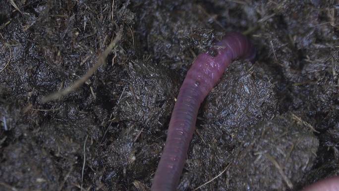 蚯蚓在泥土上爬行特写