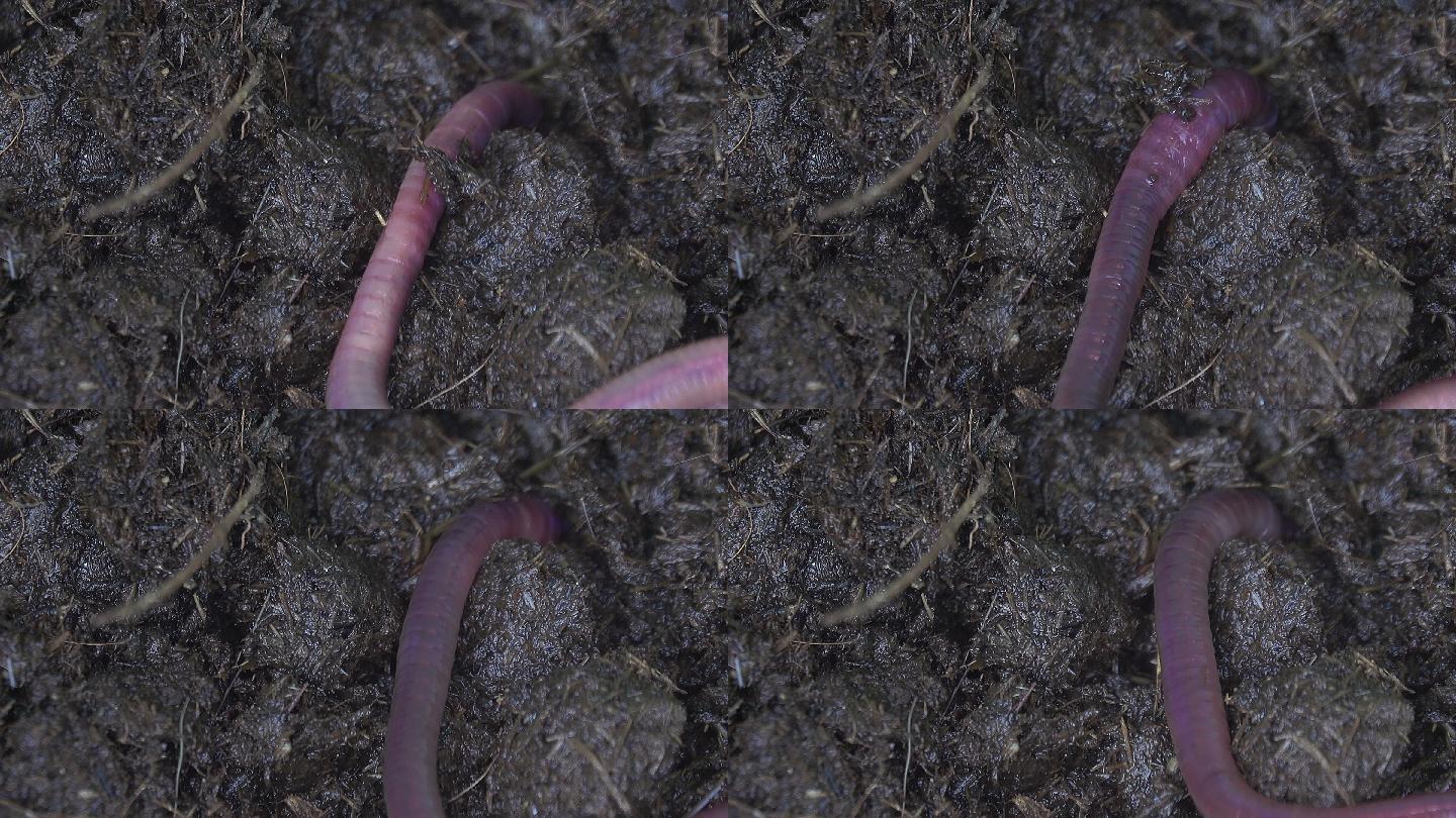 蚯蚓在泥土上爬行特写