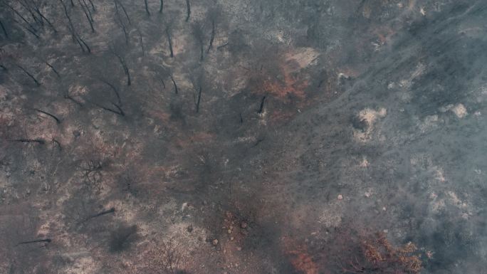 Manavgat森林火灾