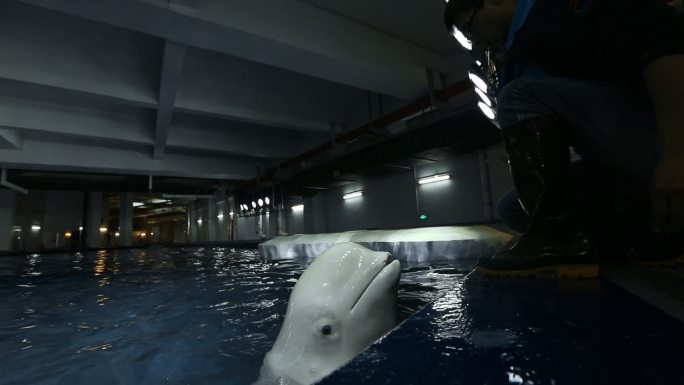 海洋公园 白鲸 喂食 训练