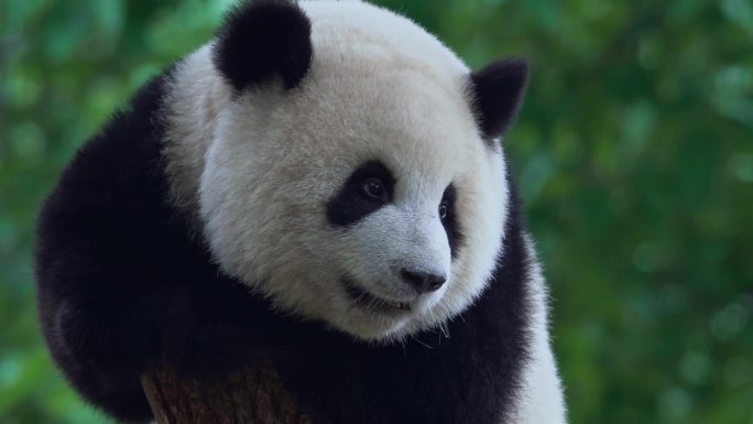 爬树的大熊猫
