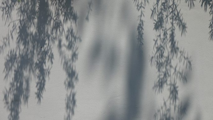 运动中的抽象树叶阴影4k