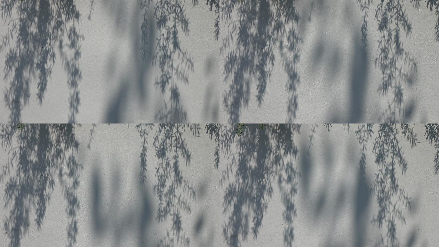 运动中的抽象树叶阴影4k