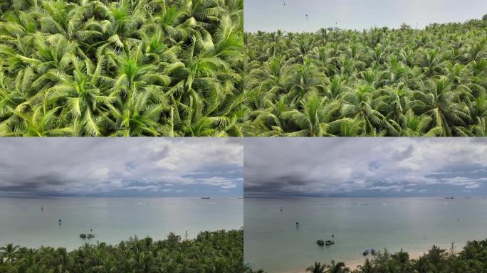 海南 文昌 东郊椰林 椰子树海海边椰子树