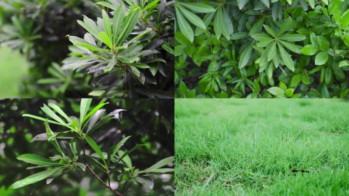 夏日夏至清新感绿色草坪灌木