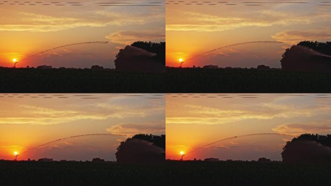 日落时玉米田的灌溉系统