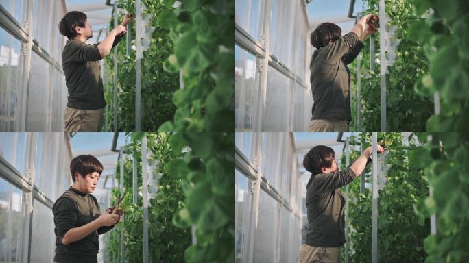亚洲华人妇女在温室水培垂直农场生态系统中收获白菜，早上用剪刀剪