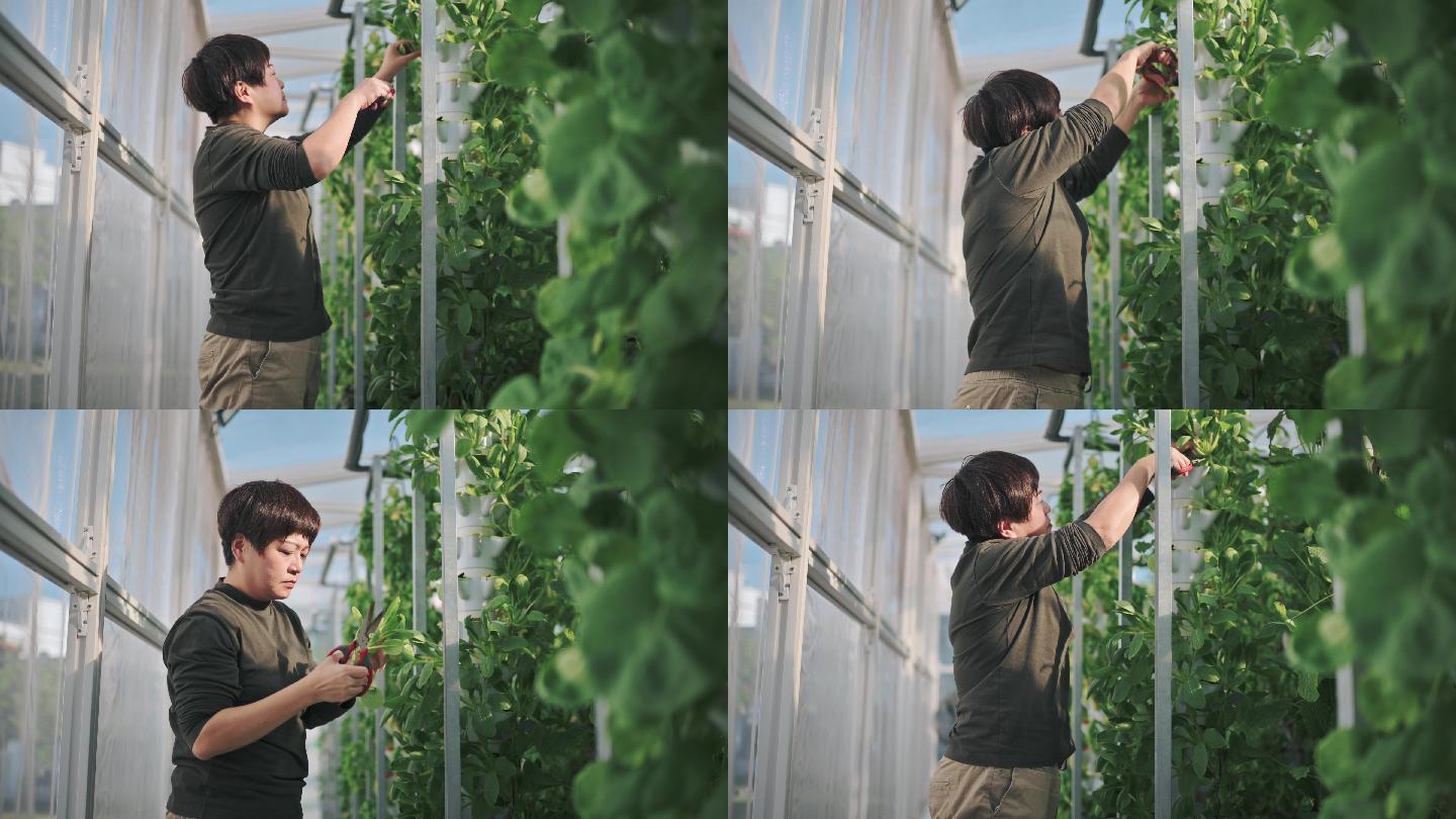 亚洲华人妇女在温室水培垂直农场生态系统中收获白菜，早上用剪刀剪