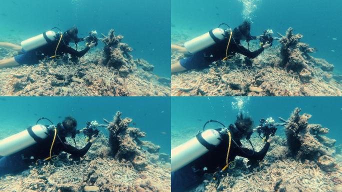 水下潜水员拍摄海洋生物
