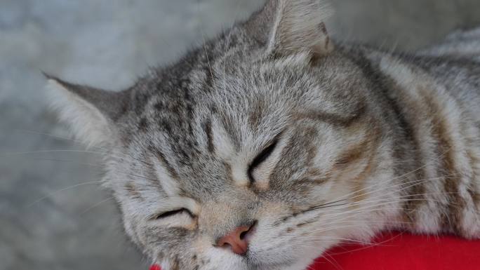 特写可爱的姜汁猫在红色垫子上昏昏欲睡