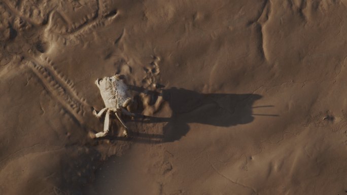 螃蟹吐泡泡海滩退潮视频素材