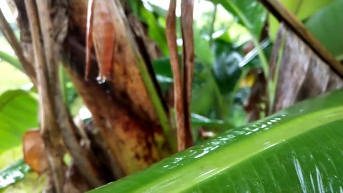 雨打芭蕉植物雨滴雨洒绿叶雨洒芭蕉绿叶蕉叶