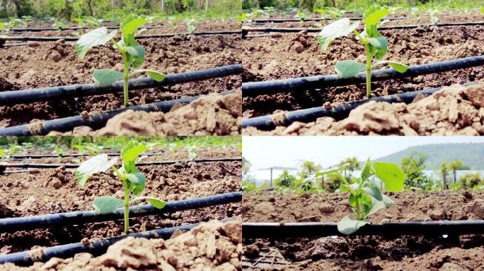 滴水灌溉抗旱