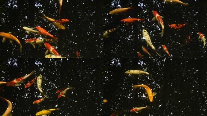 五颜六色的锦鲤鱼在池塘里游泳，池塘里有水生植物