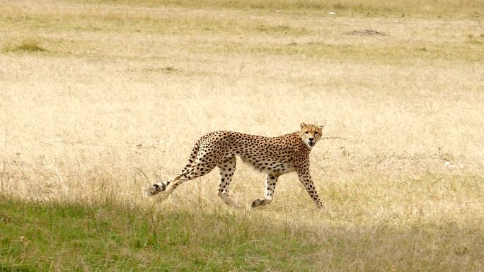 猎豹狩猎/捕食生性胆小警惕性强动物世界