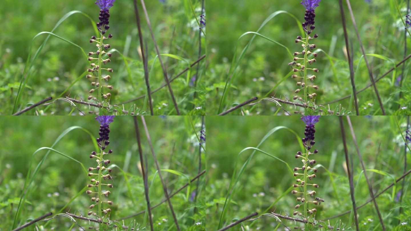 荠菜花特写视频采蜜蜜蜂生态