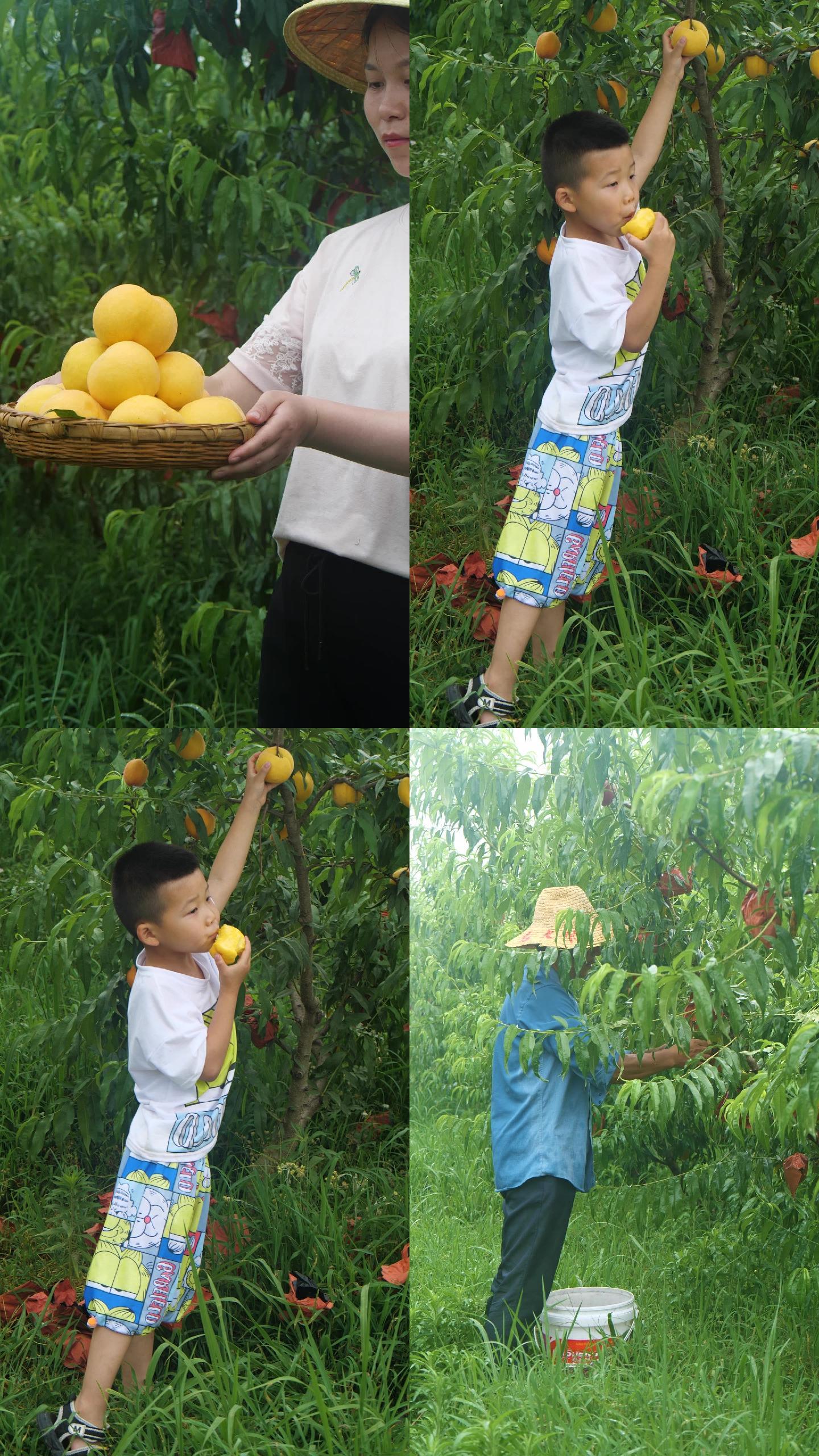 黄桃种植基地
