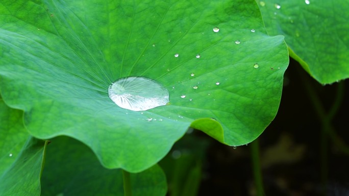 雨天荷叶水珠雨滴