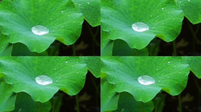 雨天荷叶水珠雨滴