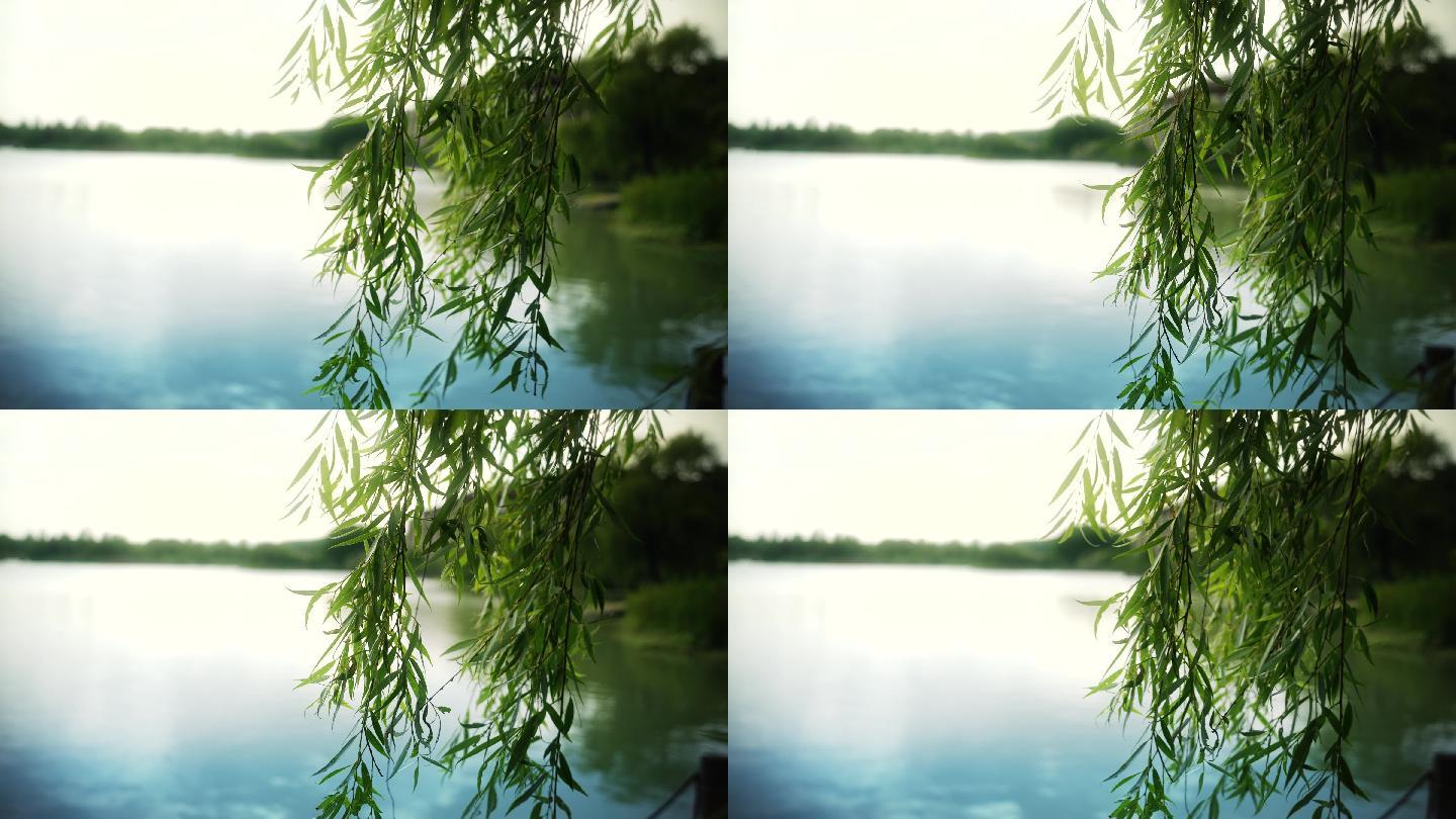 杭州西湖边柳树飘动升格