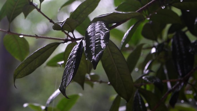 下雨 下雨特写 下雨空镜头