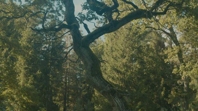 森林中的老橡树。百年树木森林老树树林光影