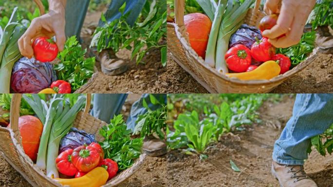 把收获的农产品放进花园里的篮子里的人