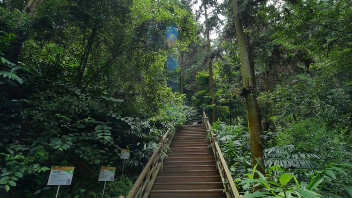 原始森林观光步道 景观步道 木栈道