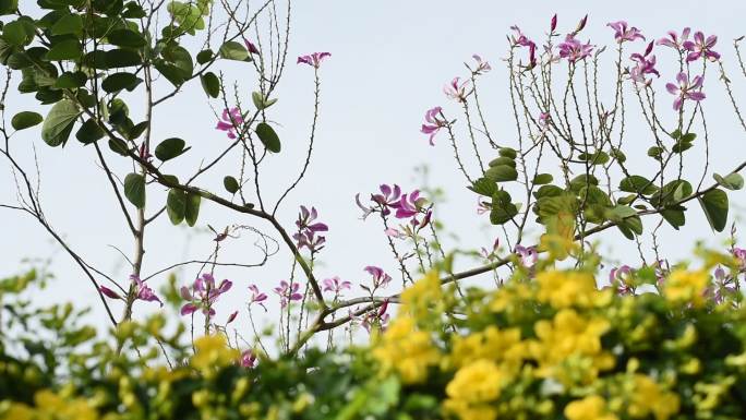 美丽的热带黄花，绿叶，猫爪爬行植物，紫色兰花树或蝴蝶树或紫荆花，蓝色天空背景