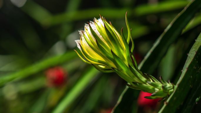 火龙果花盛开，时光流逝