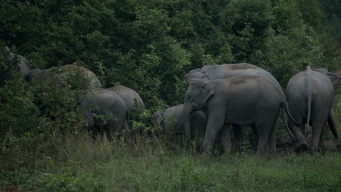 亚洲象a组在泰国考艾国家公园玩耍的慢镜头