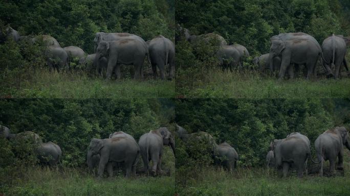 亚洲象a组在泰国考艾国家公园玩耍的慢镜头