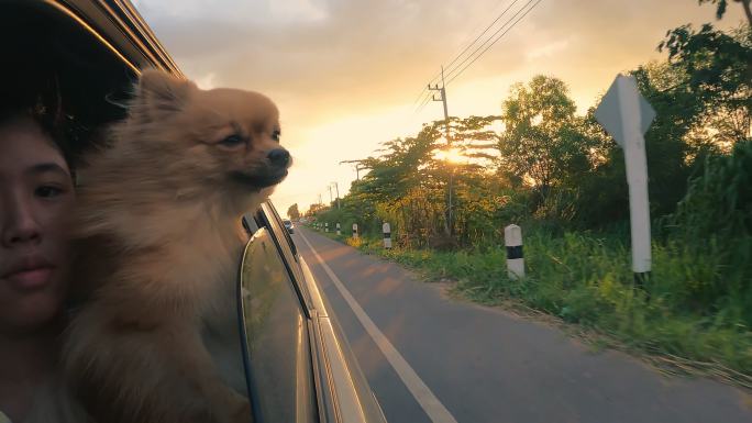 波美拉尼亚在车里看着窗外，狂风在狗面前欢快地看着