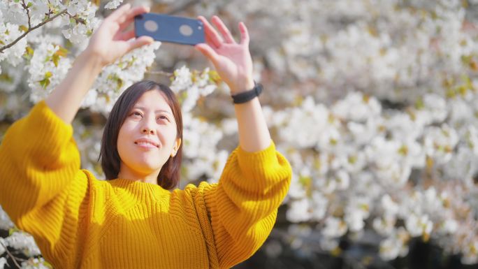 年轻女子在大自然中用智能手机拍摄樱花树
