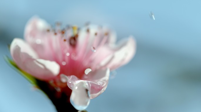 水滴落在花朵上花海春天百花绽放风景梅花花