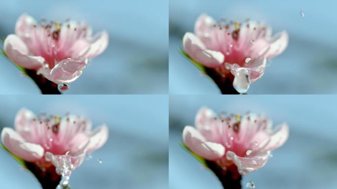 水滴落在花朵上花海春天百花绽放风景梅花花