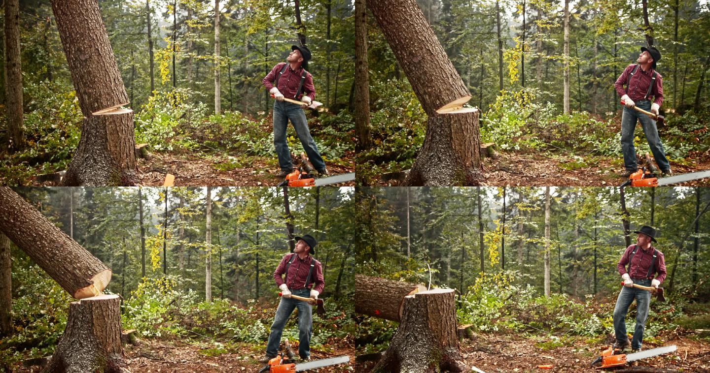 斯洛莫伐木工人拿着斧头看着一棵树倒下