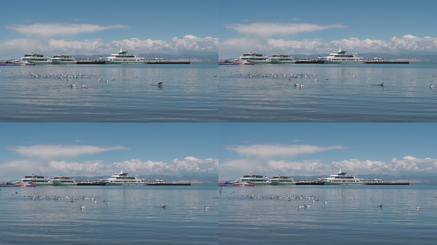 青海湖棕头鸥海鸥，码头视频素材