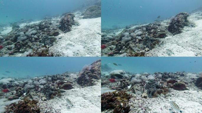 野生珊瑚章鱼在水下珊瑚礁觅食