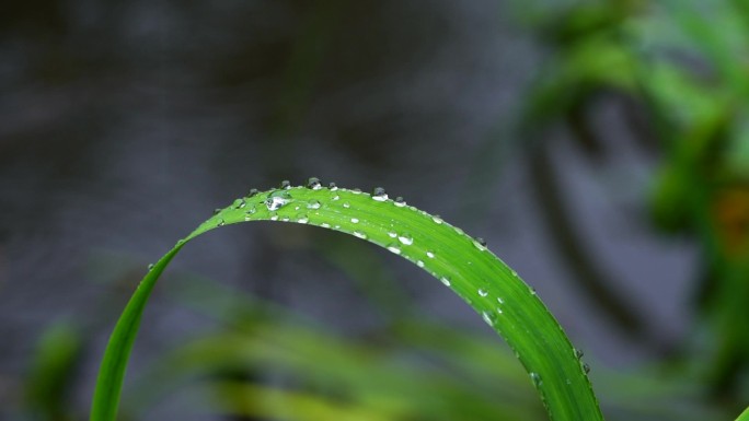 雨天小草上的水珠