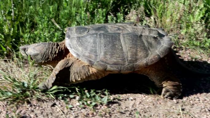 科罗拉多州丹佛市郊外行走的巨型野生snapping龟