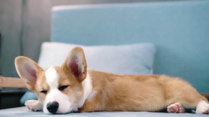 昏昏欲睡的彭布罗克威尔士科吉犬在沙发上休息。