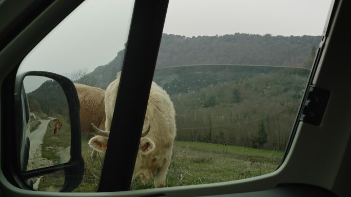 乡间有奶牛的房车大自然纪录片扶贫产业内蒙