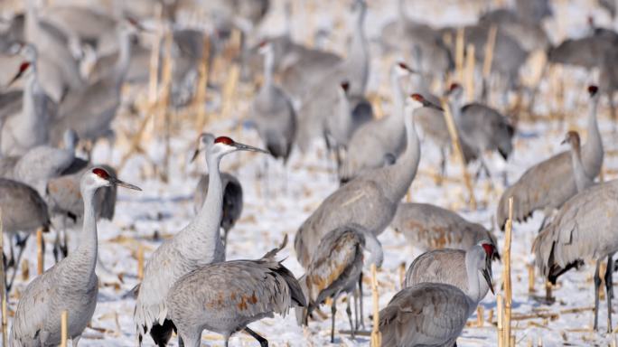 冬天的沙丘鹤：阿帕奇博斯克国家野生动物保护区：新墨西哥州