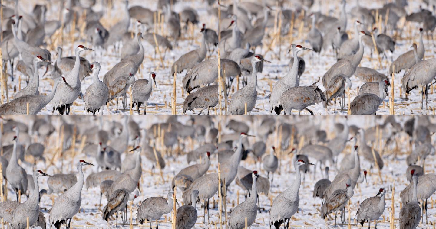 冬天的沙丘鹤：阿帕奇博斯克国家野生动物保护区：新墨西哥州