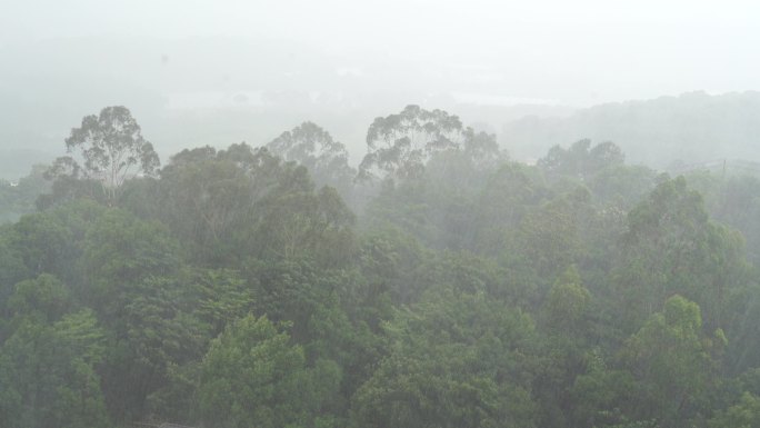 雨天森林狂风暴雨风吹打树木下雨天树林