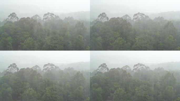 雨天森林狂风暴雨风吹打树木下雨天树林