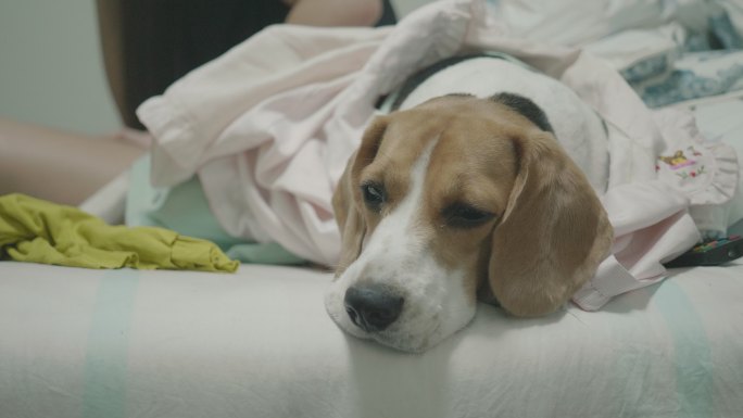 年轻女子在屋里玩比格犬