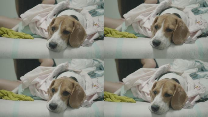 年轻女子在屋里玩比格犬